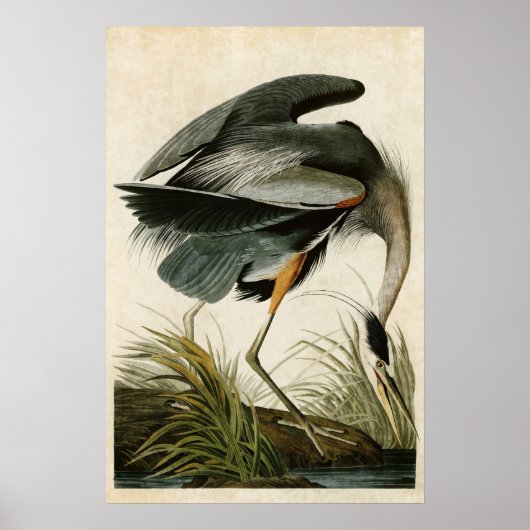 Plate 211 | Great Blue Heron | Birds of America ポスター (正面)
