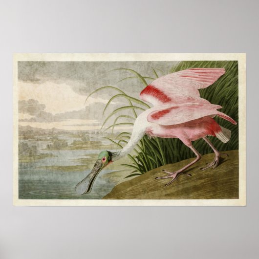 Plate 321 | Roseate Spoonbill | Birds of America ポスター (正面)