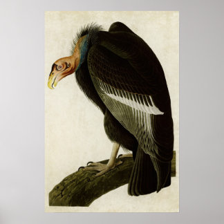 Plate 426 | Californian Vulture | Birds of America ポスター