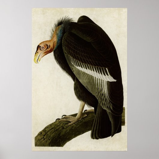 Plate 426 | Californian Vulture | Birds of America ポスター (正面)