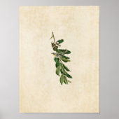 Plate 85 | Yellow-Throated Warbler ポスター (正面)