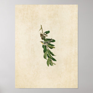 Plate 85 | Yellow-Throated Warbler ポスター