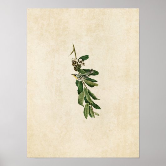 Plate 85 | Yellow-Throated Warbler ポスター (正面)