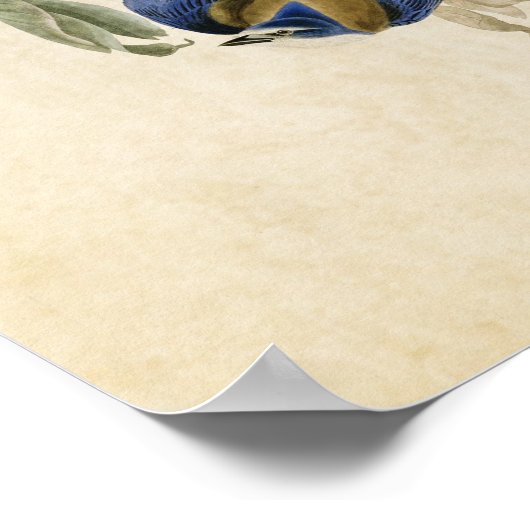 Plate 87 | Florida Jay | Birds of America ポスター (角)