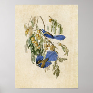 Plate 87 | Florida Jay | Birds of America ポスター
