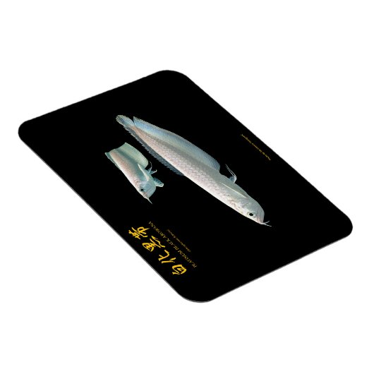 platinum Black Arowana マグネット (右側)