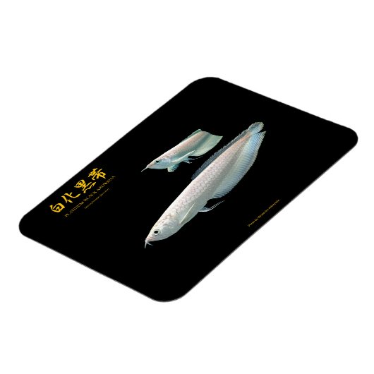 platinum Black Arowana マグネット (左側)