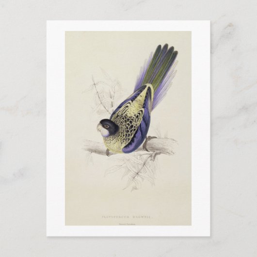 Platycercus BrowniiまたはBrown's Parrakeet (プレート2) ポストカード (正面)