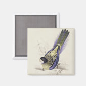 Platycercus BrowniiまたはBrown's Parrakeet (プレート2) マグネット (正面/裏面)