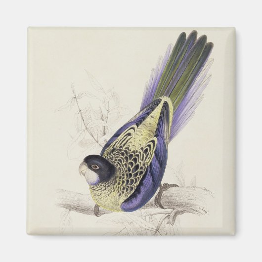 Platycercus BrowniiまたはBrown's Parrakeet (プレート2) マグネット (正面)