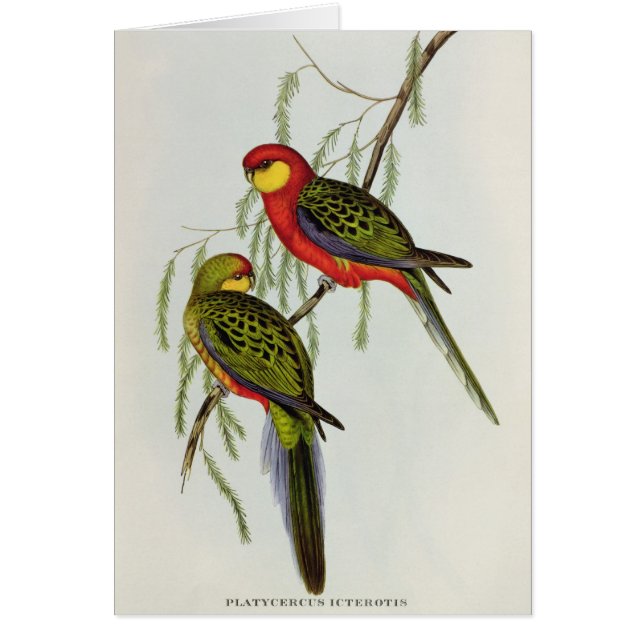 Platycercus Icterotis (正面)