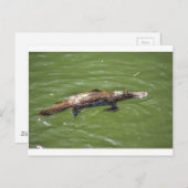 PLATYPUSクイーンズランドオーストラリア ポストカード (正面/裏面)