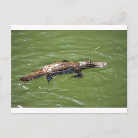 PLATYPUSクイーンズランドオーストラリア ポストカード (正面)