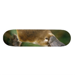 Platypus スケートボード
