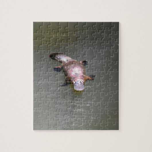 PLATYPUS EUNGELLAの国立公園オーストラリア ジグソーパズル (縦)