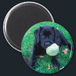 Play Ball - Labrador Puppy - Black Lab マグネット<br><div class="desc">All this Black Lab Puppy wants to do is play ball ! 

Play Ball - Original Artwork by Judy Burrows @ Black Dog Art</div>