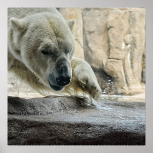 Playful Polar Bear Poster ポスター