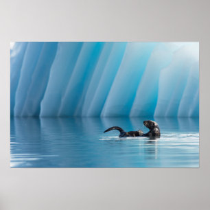 Playful Sea Otter ポスター