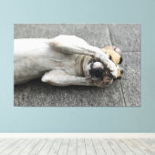 Playful White Dog Lying on Back Hiding Face with P キャンバスプリント (インサイチュ (ウッドフロア))