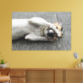 Playful White Dog Lying on Back Hiding Face with P キャンバスプリント (インサイチュ (リビング))