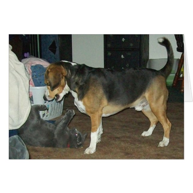 Playtime -ビーグル犬犬およびロシアのな青猫 (正面横)