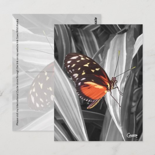 Pleasantville Butterfly – はがき (正面/裏面)