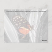 Pleasantville Butterfly – はがき (裏面)