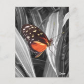 Pleasantville Butterfly – はがき (正面)