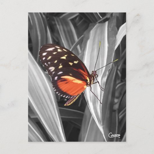 Pleasantville Butterfly – はがき (正面)