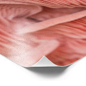 pleurotes roses フォトプリント            (角)