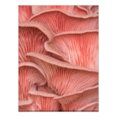 pleurotes roses フォトプリント            (正面)