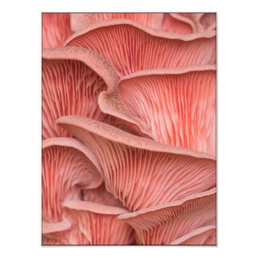 pleurotes roses フォトプリント            (正面)