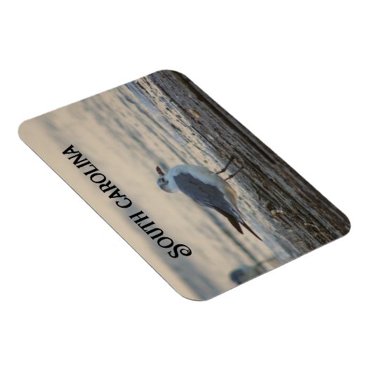 Plover on the beach マグネット (右側)