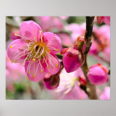 Plum Blossom Close-Up ポスター (正面)