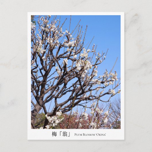 Plum Blossom ‘Okina’ ポストカード (正面)