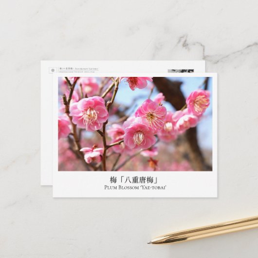 Plum Blossom ‘Yae-tobai’ ポストカード (正面/裏面インサイチュ)