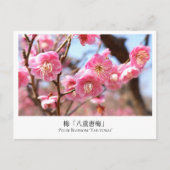 Plum Blossom ‘Yae-tobai’ ポストカード (正面)