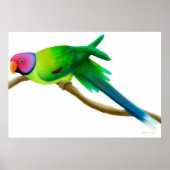 Plum Headed Parakeet Parrot Print ポスター (正面)
