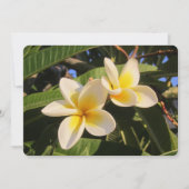 Plumeria シーズンカード (正面)
