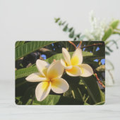 Plumeria シーズンカード (スタンド正面)