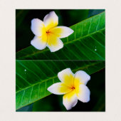 Plumeria 名刺 (外部フラット)