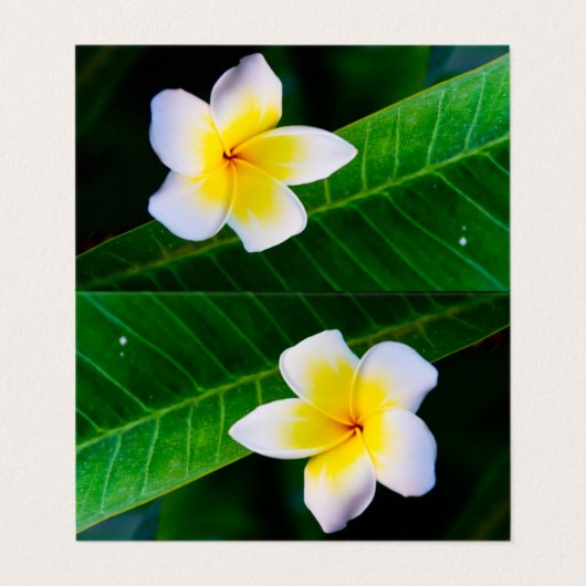 Plumeria 名刺 (外部フラット)