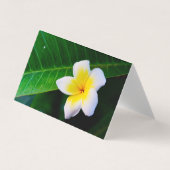 Plumeria 名刺 (正面)