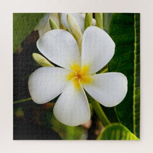 Plumeria Flowera with Leaves ジグソーパズル (縦)