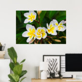 Plumeria flowers close-up, Hawaii ポスター (ホームオフィス)