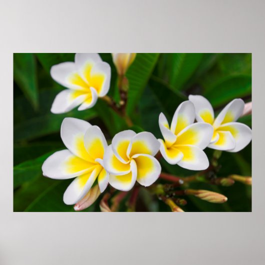 Plumeria flowers close-up, Hawaii ポスター (正面)