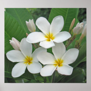 Plumeria - Moonlight ポスター
