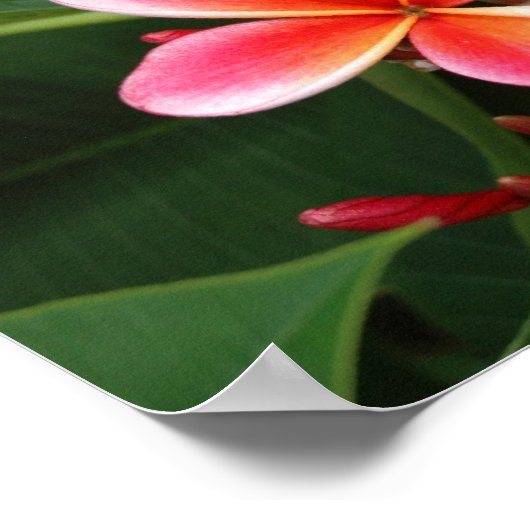 Plumeria Poster ポスター (角)
