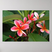 Plumeria Poster ポスター (正面)