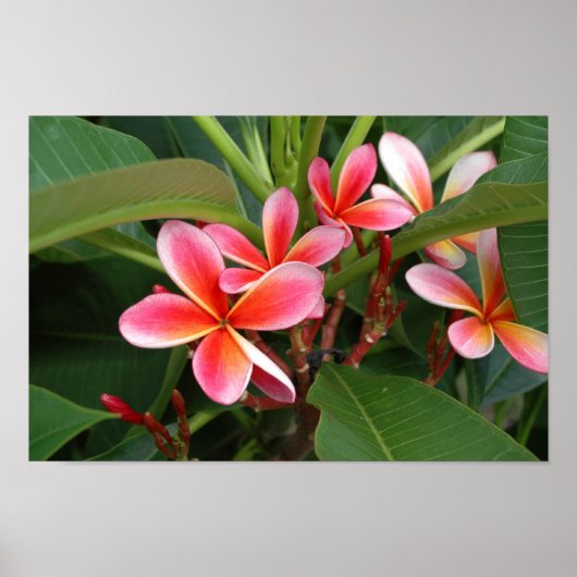 Plumeria Poster ポスター (正面)